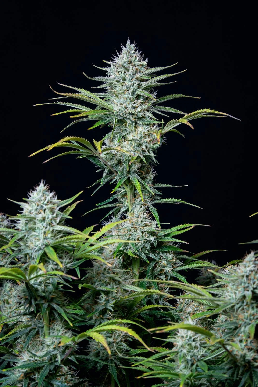 White Widow Auto – Fast Buds - 3 Stk