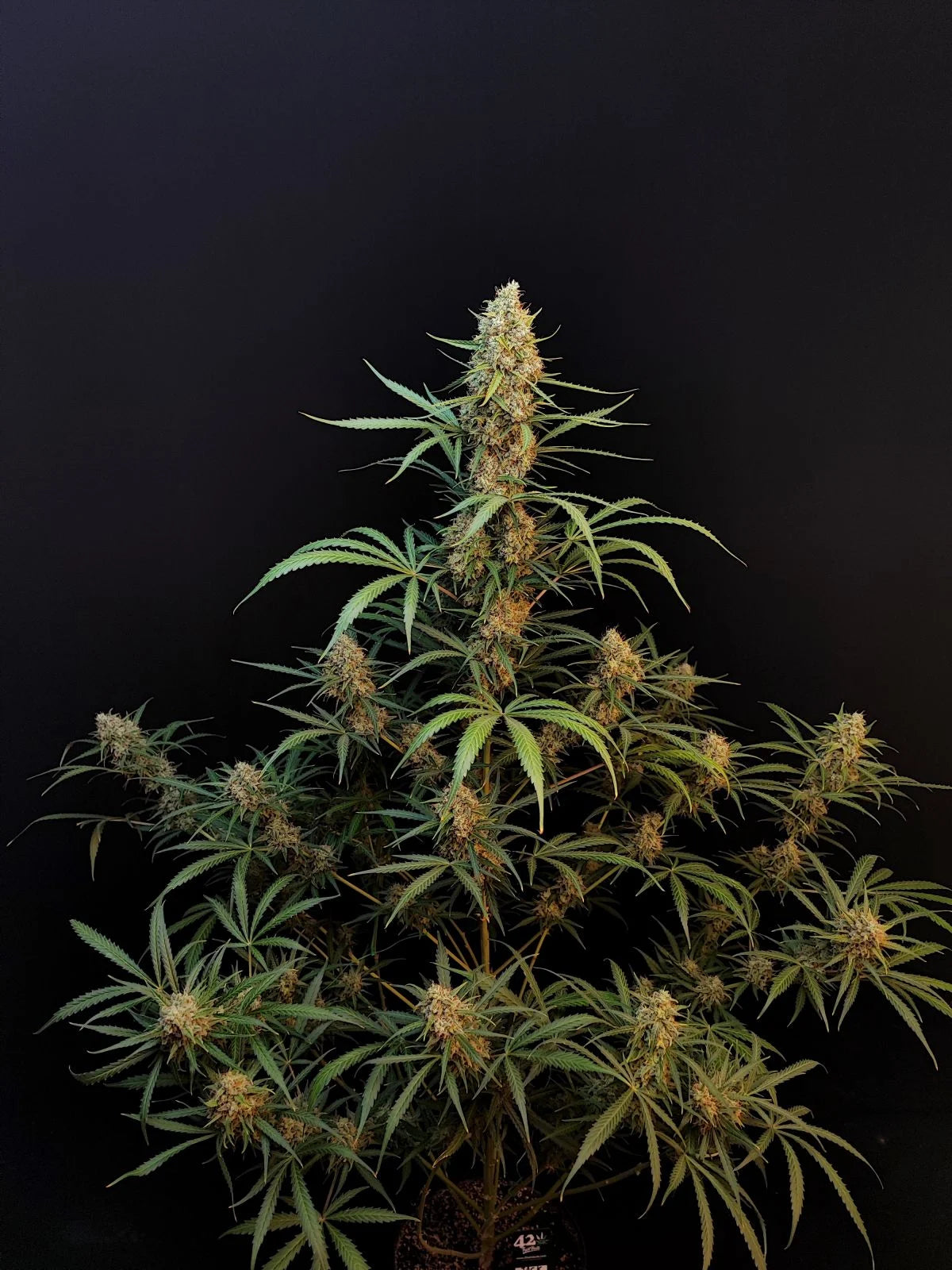 Jack Herer Auto – Fast Buds - 3 Stk