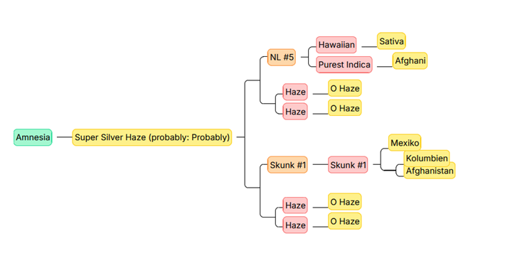 Amnesia Haze – 70/30 Sativa mit 20-25% THC