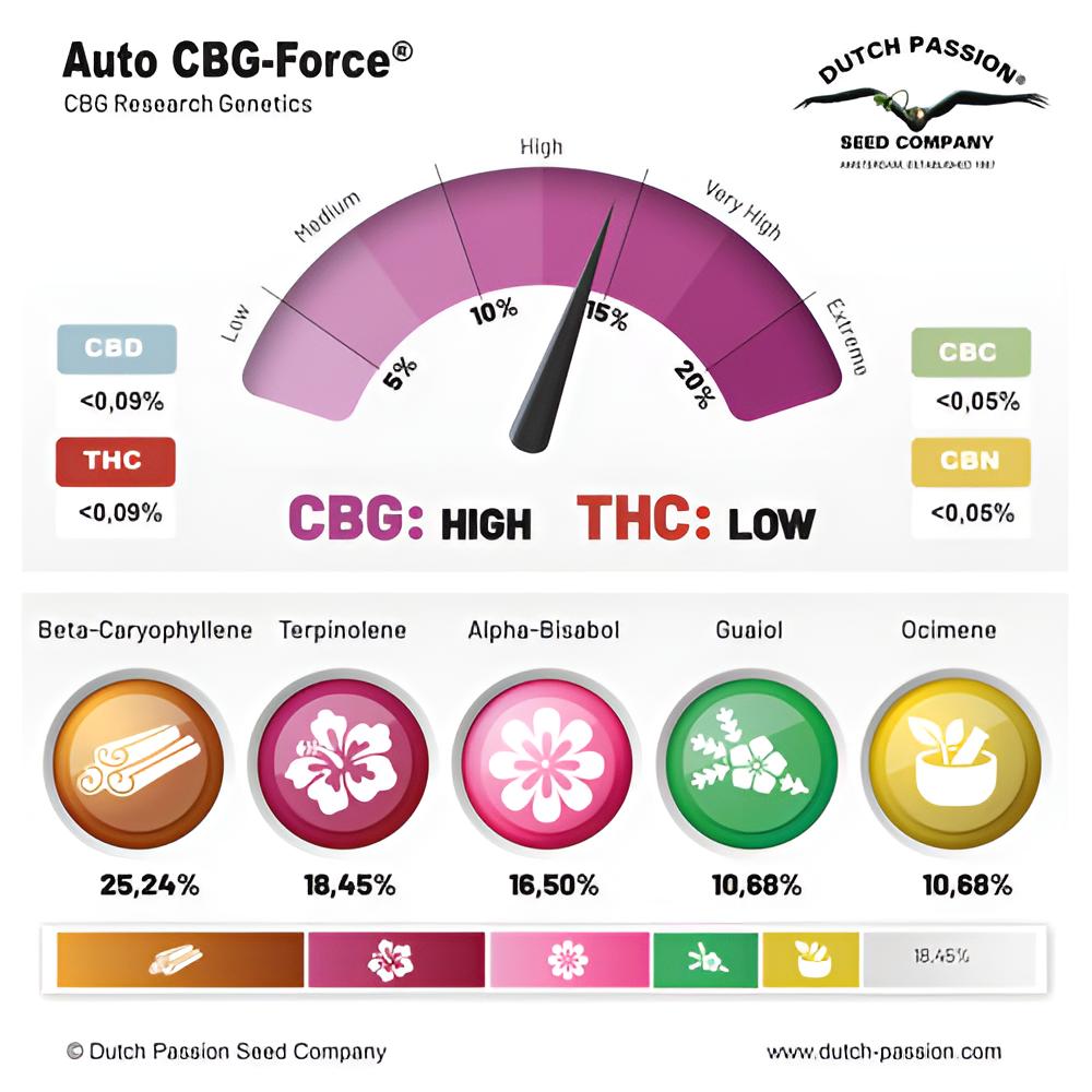 Auto CBG-Force - Dutch Passion - 3 Stk