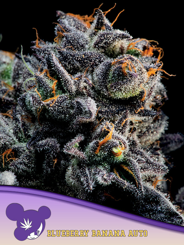 Auto Blueberry Banana - Anesia Seeds - 3 Stk