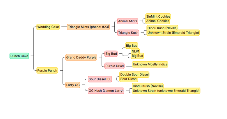 Cake & Punch – 50/50 Hybrid mit 23-26% THC