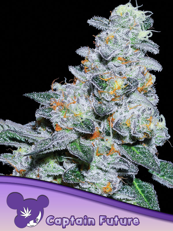 Captain Future – Anesia Seedss - 3 Stk