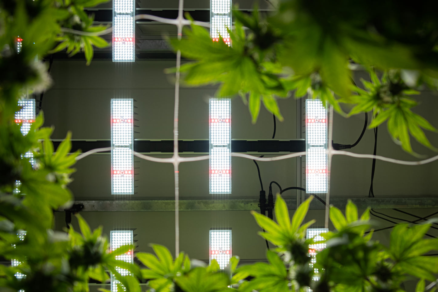 SANlight EVO 4-120 1.5 LED Beleuchtungsset mit Kabel und Magnetdimmer