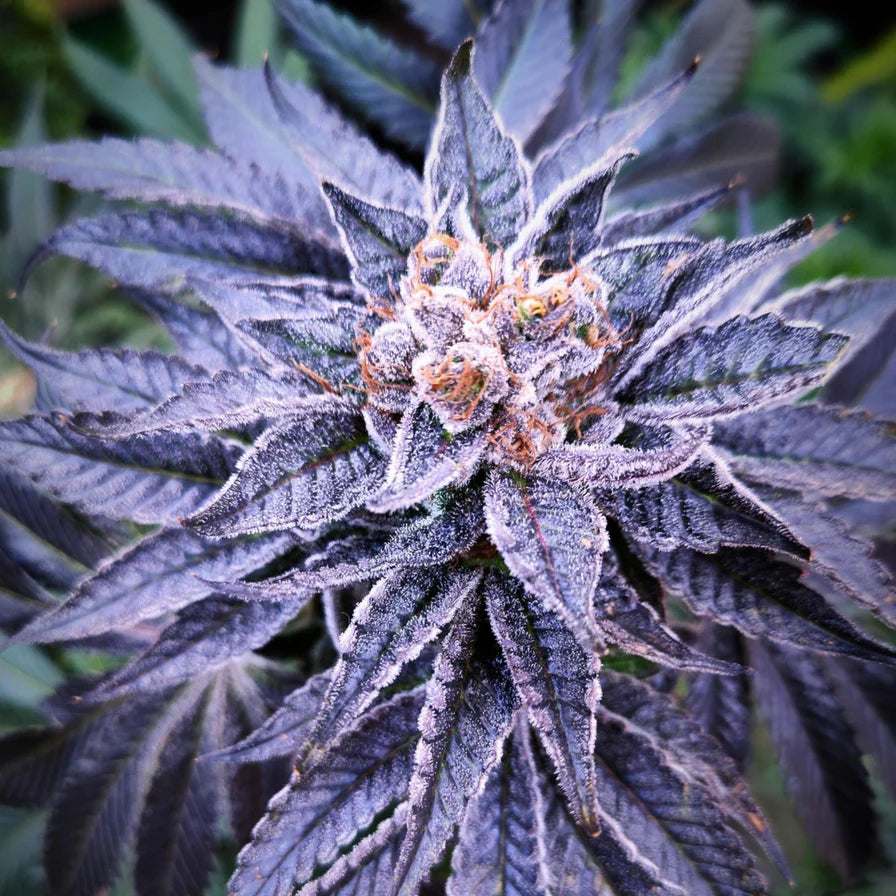 Gogurtz – 50/50 Hybrid mit 25-30% THC
