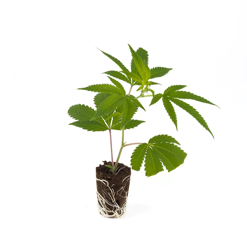 Gogurtz THC Steckling