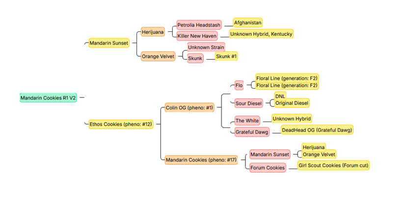Mandarin Cookies R1 V2 – 50/50 Hybrid mit 25-30% THC