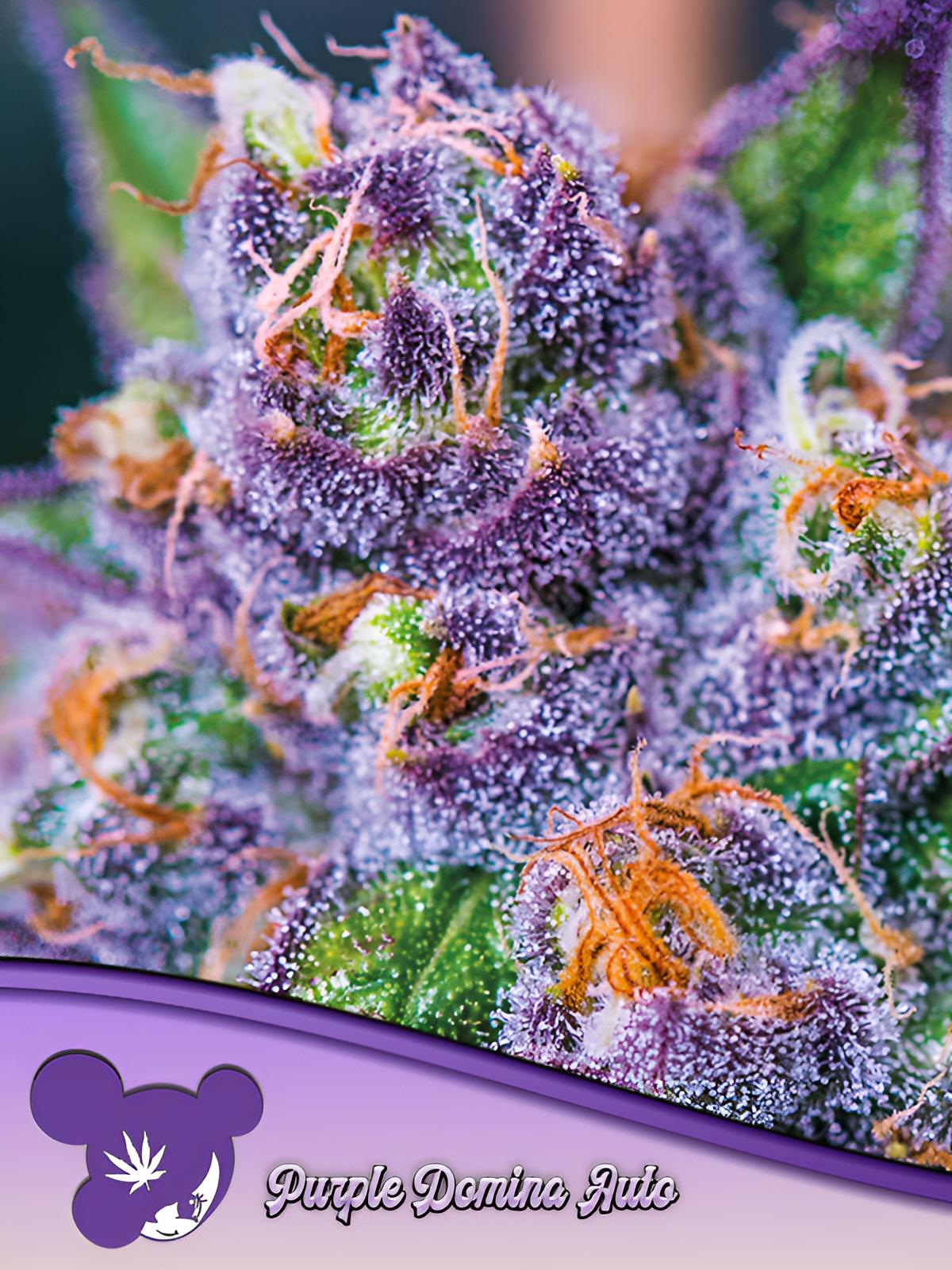 Purple Domina Auto - Anesia Seeds - 3 Stk
