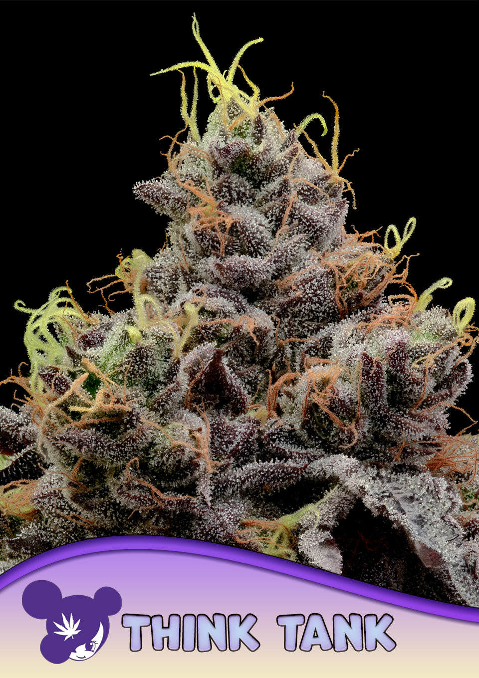 Think Tank – Anesia Seedss - 3 Stk