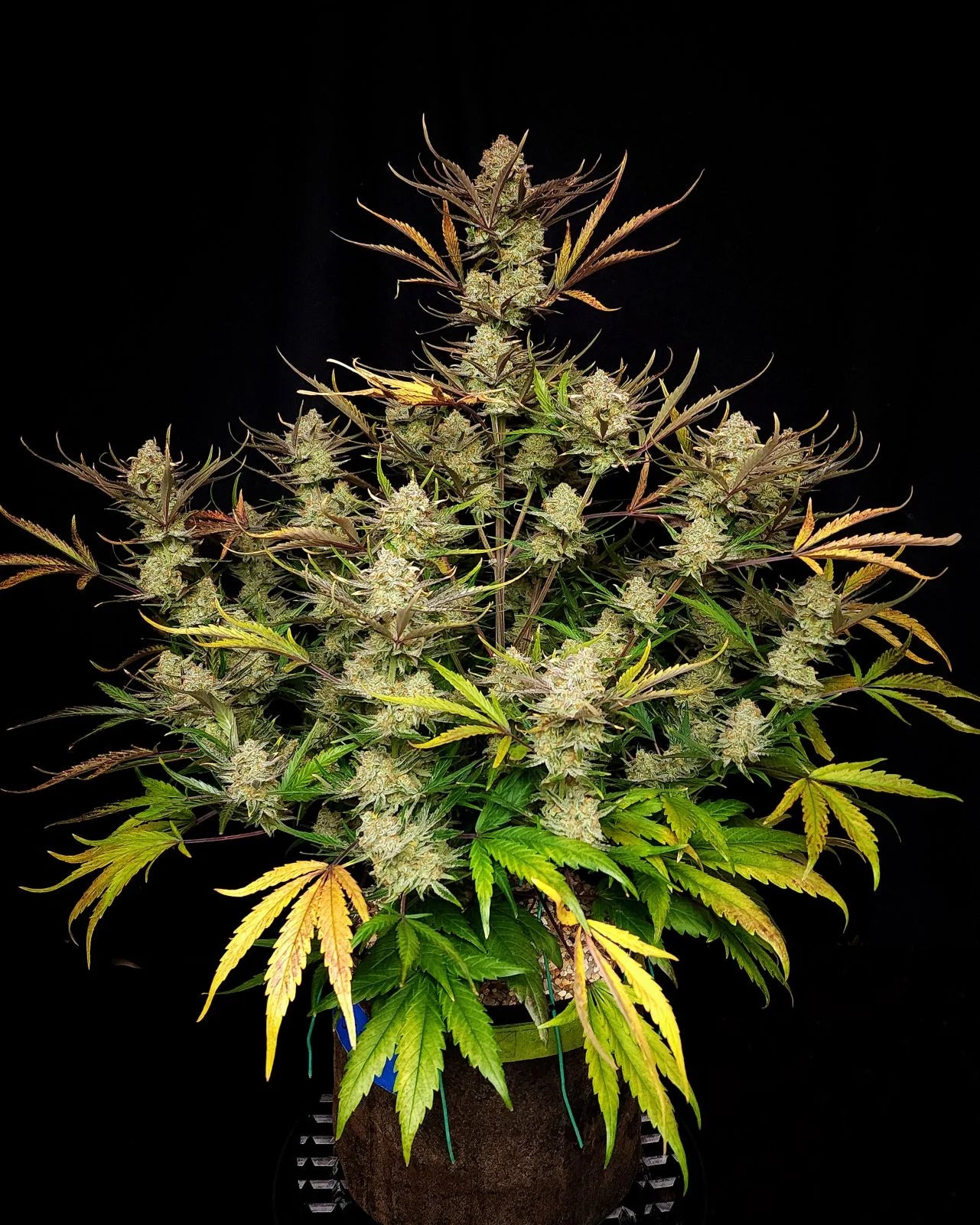 Apple Strudel Auto – Fast Buds - 3 Stk
