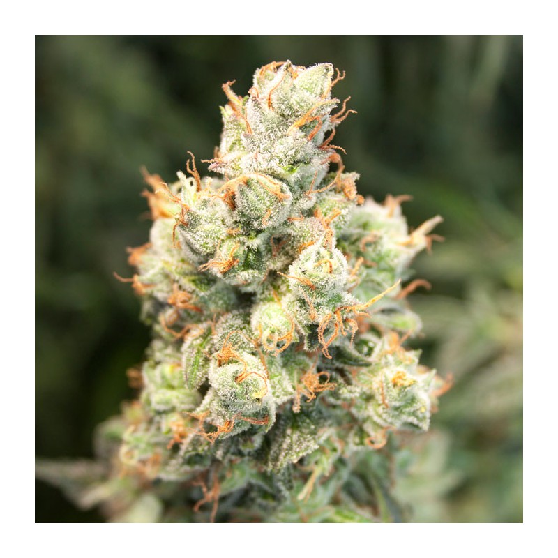 Auto Orange Bud® - Dutch Passion - 3 Stk
