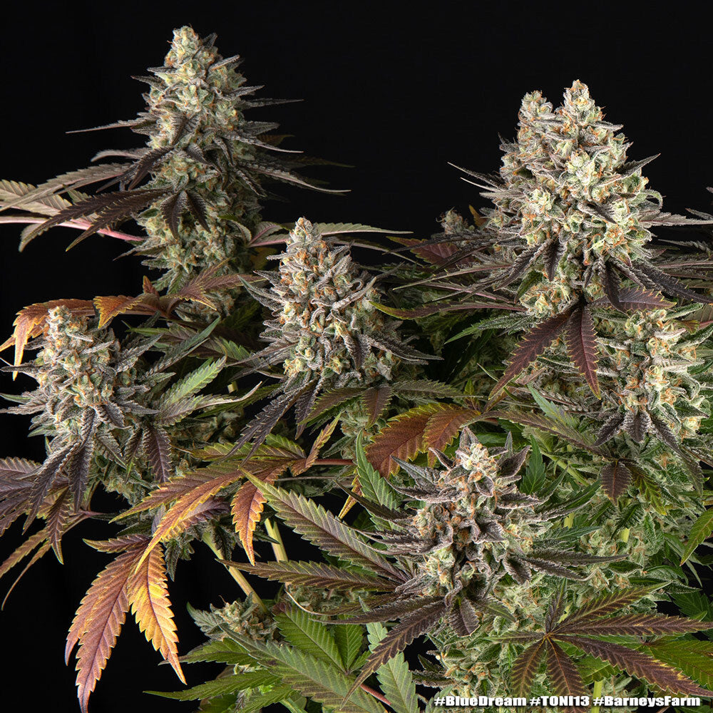 Blue Dream - Barneys Farm - 3 Stk