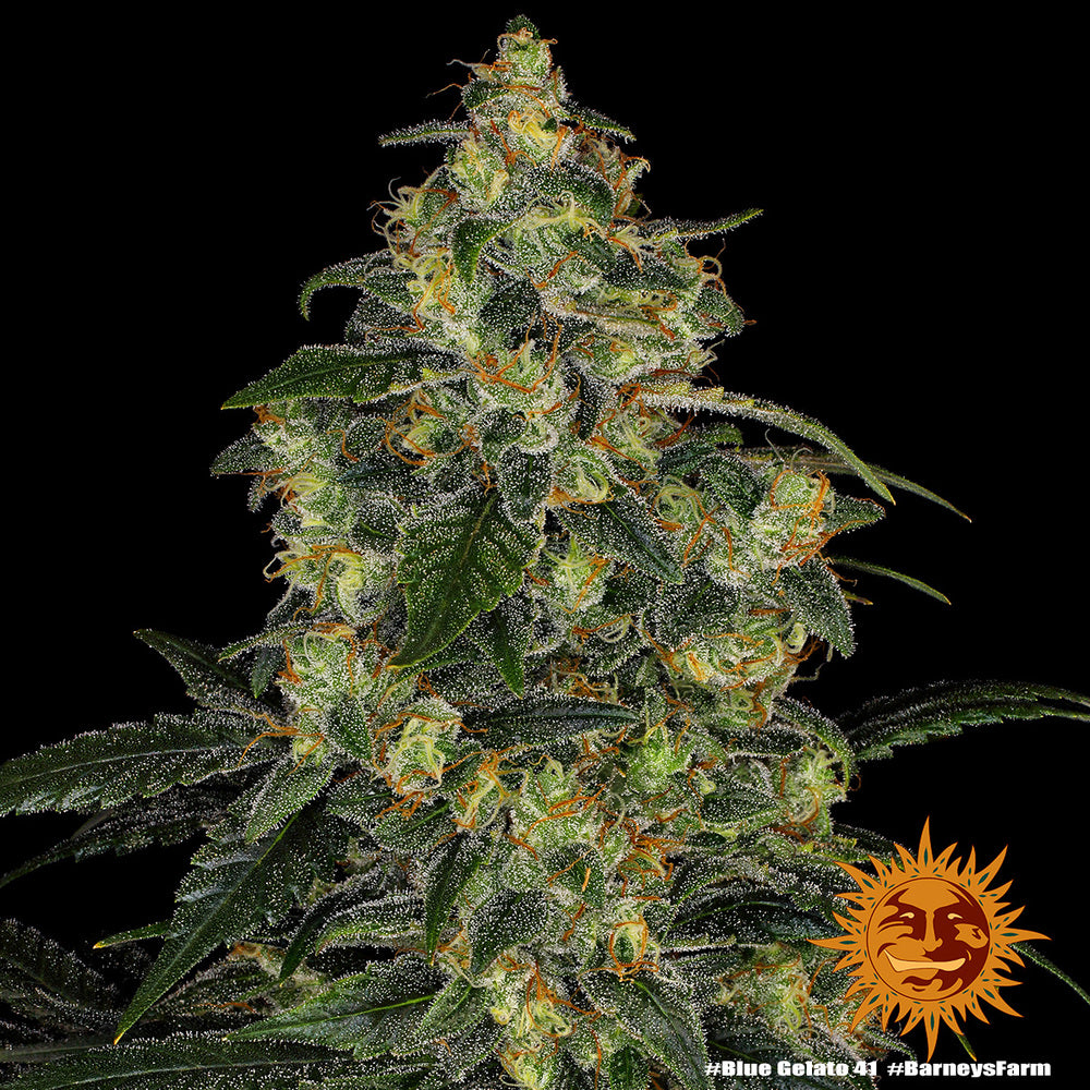 Blue Gelato 41 - Barney's Farm - 3 Stk