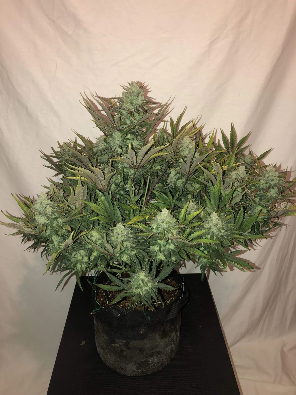 Gorilla Auto - Fast Buds - 3 Stk