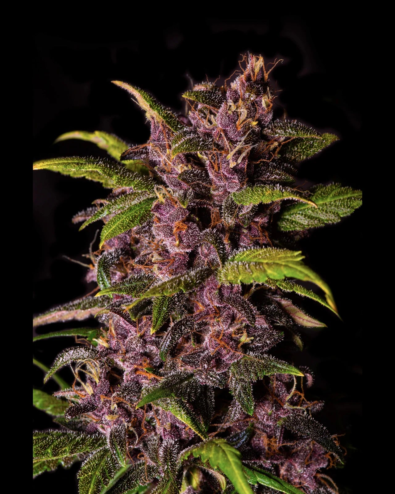 Crystal Meth Auto - Fast Buds - 3 Stk