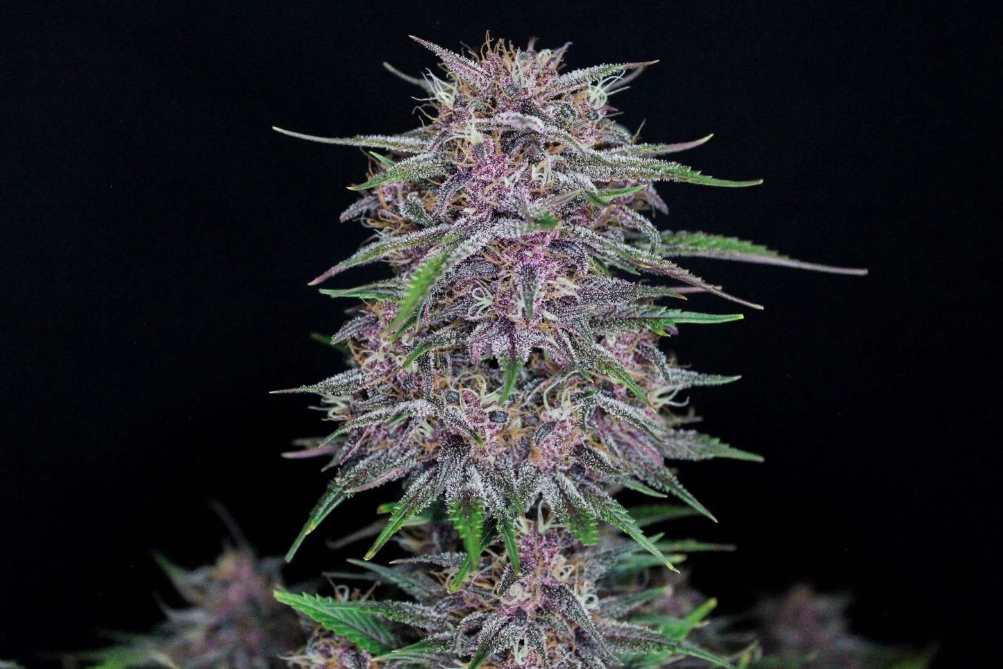 Banana Purple Punch Auto - Fast Buds - 3 Stk