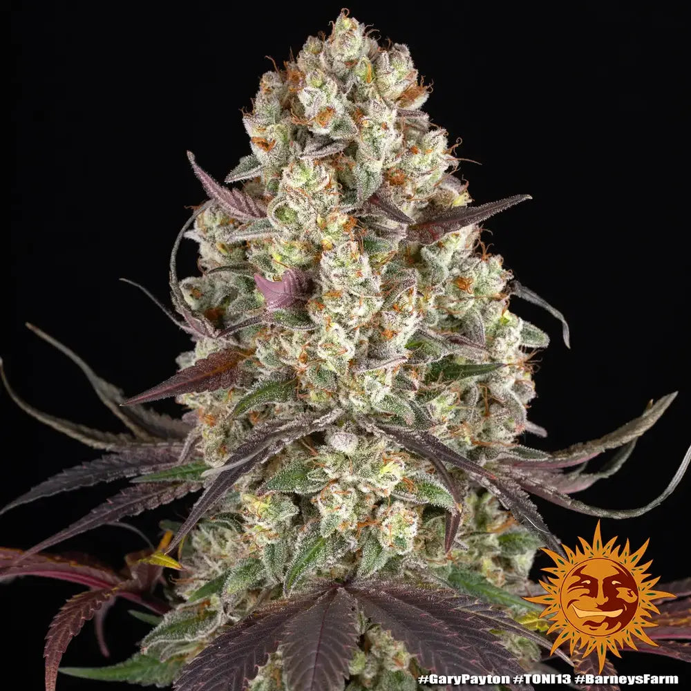 Gary Payton - Barneys Farm - 5 Stk