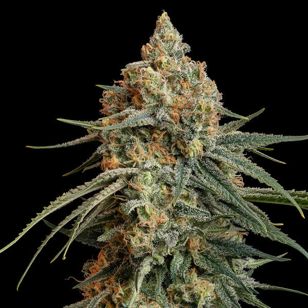 Granddaddy Purple - RQS - 3 Stk