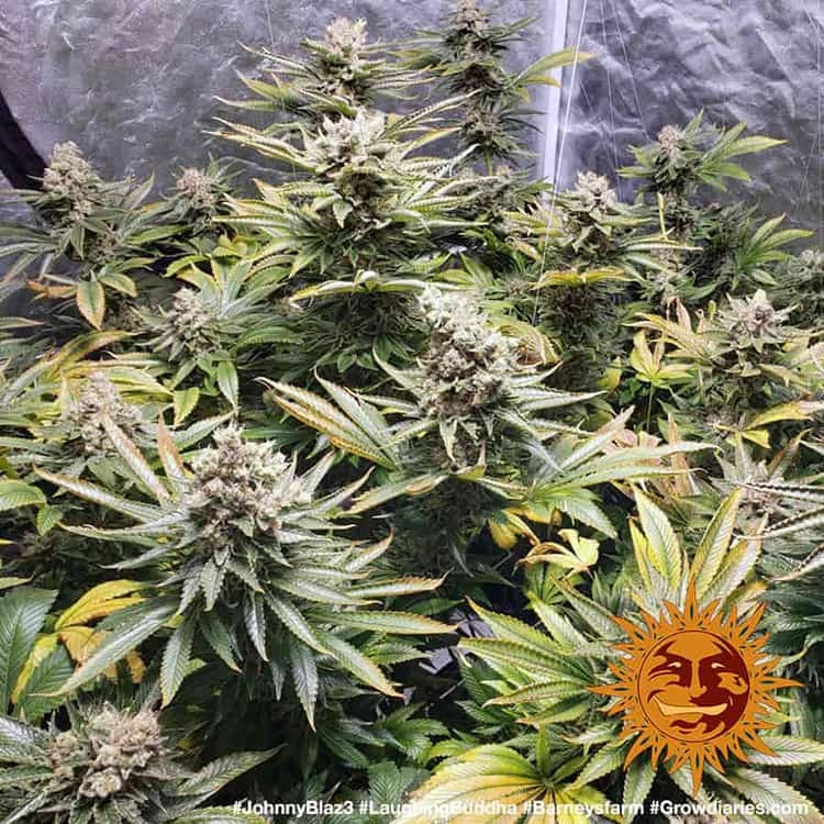 Laughing Buddha - Barneys Farm - 3 Stk