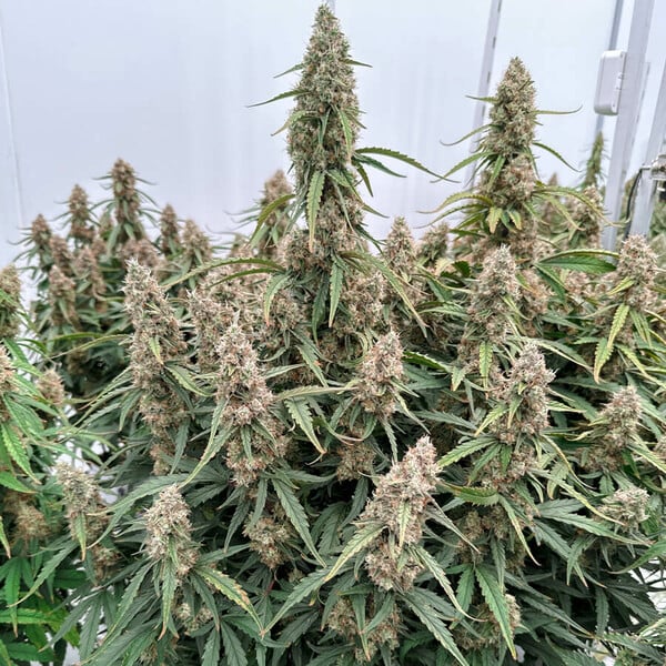 Medusa F1 Cannabis-Samen