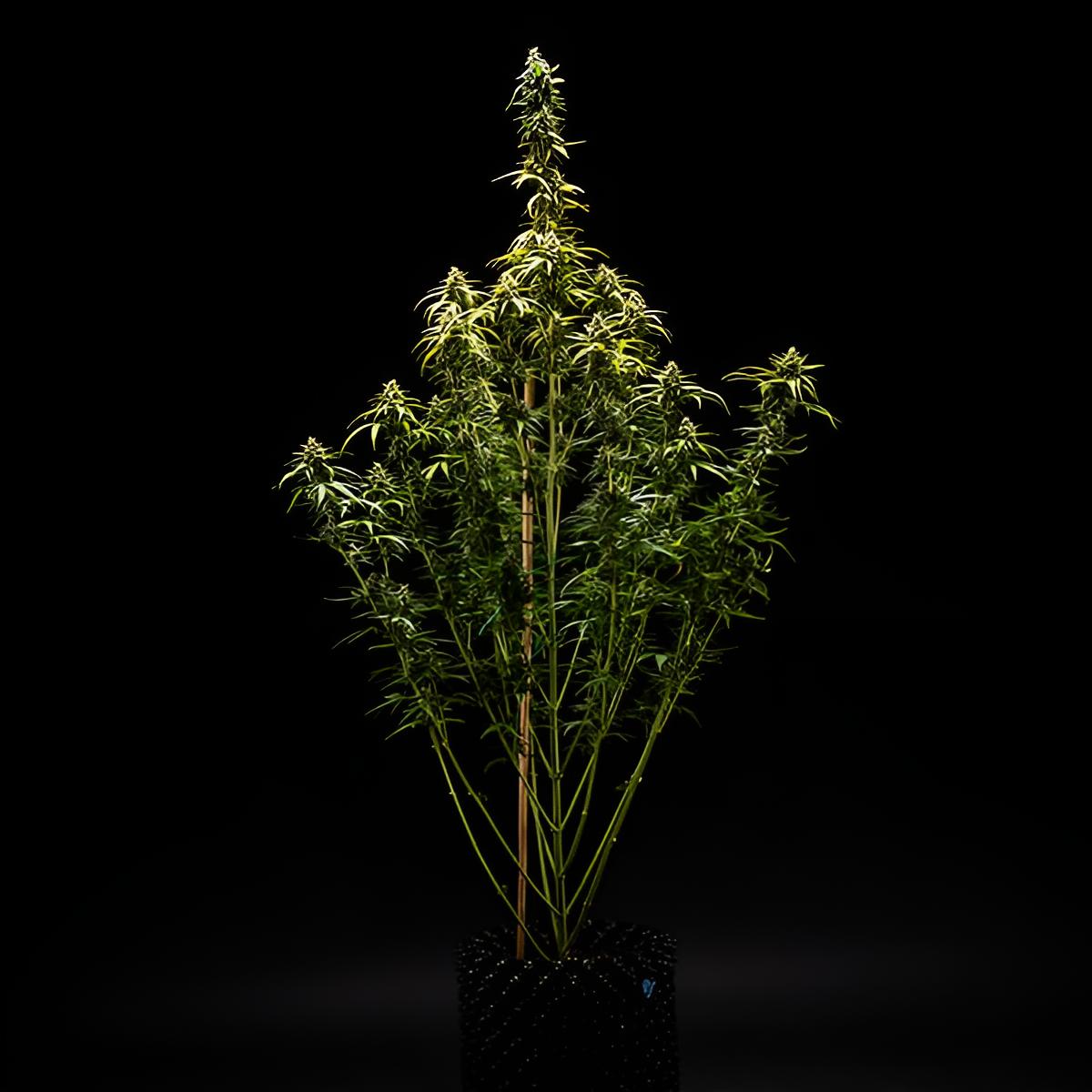 NYC Sour Diesel - RQS - 3 Stk