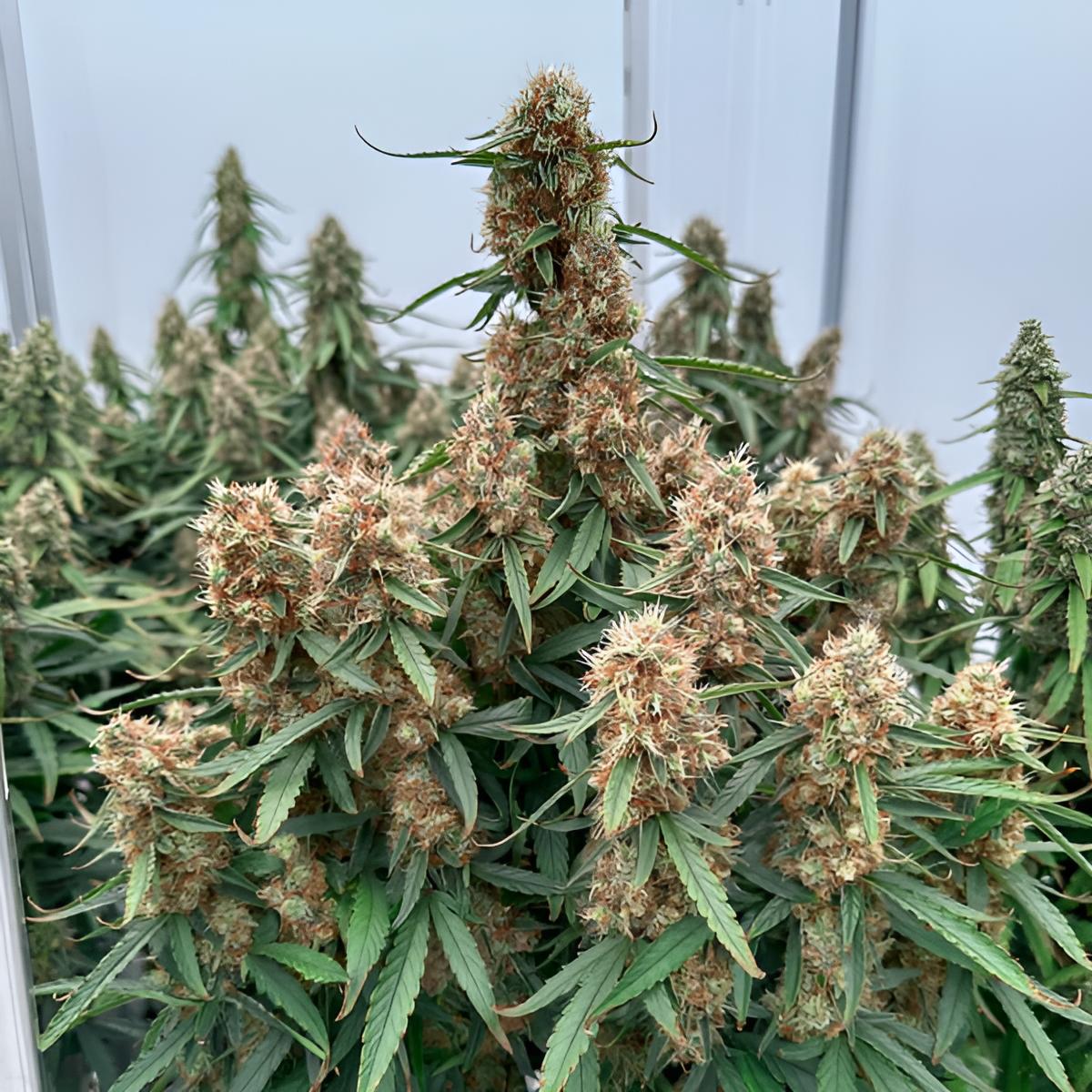 Orion F1 (3 Stück): Die Revolutionäre F1-Hybrid Autoflower für Hohe Erträge und Starke Wirkung