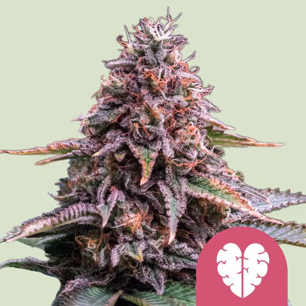 Pink Mist-Samen – Feminisierte Sativa mit 20% THC von RQS