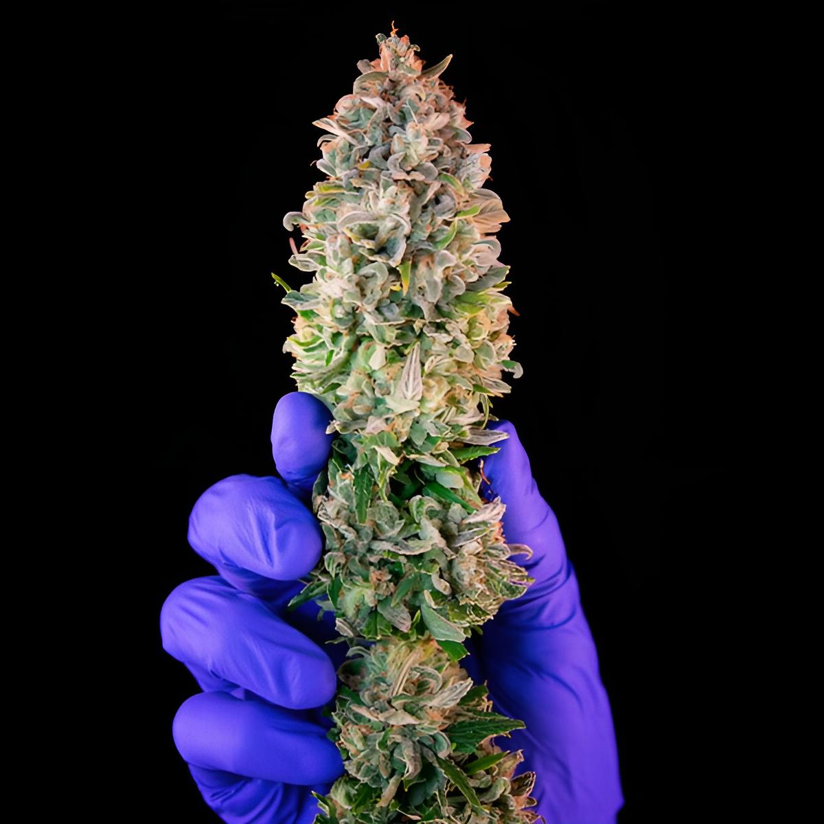 Power Flower - RQS - 3 Stk