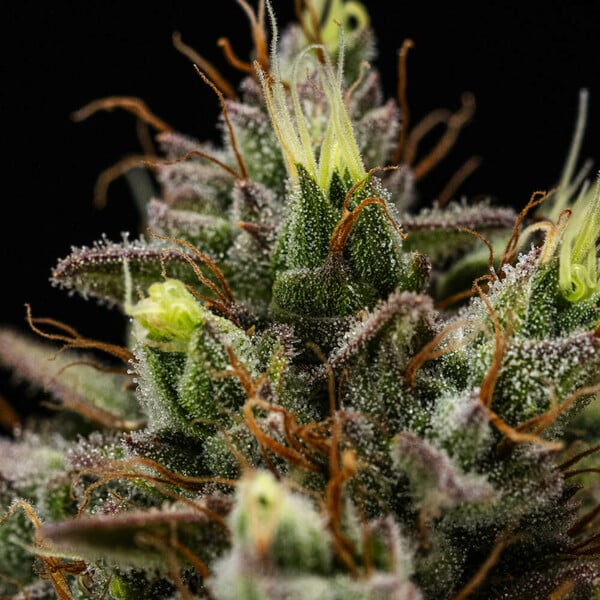 Purple Lemonade Auto Cannabis-Samen