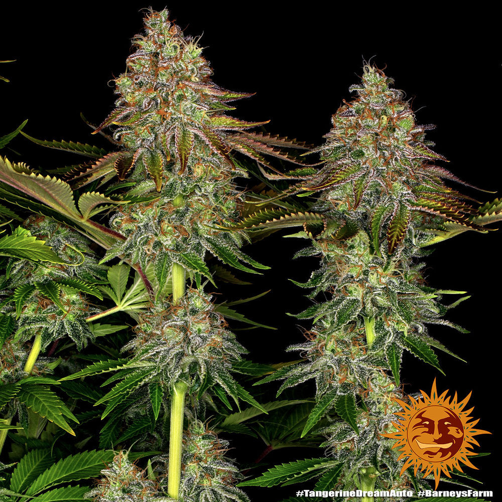 Tangerine Dream Auto - Barneys Farm - 3 Stk