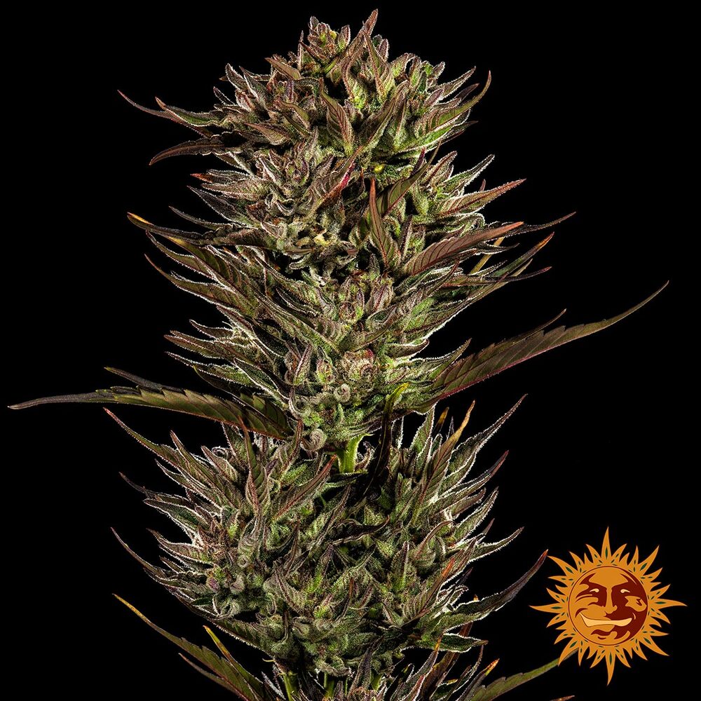 Thin Mint x Sour Pinot Auto - Barneys Farm - 3 Stk