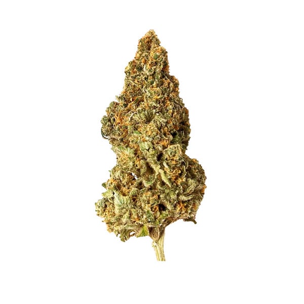 Watermelon-Samen – Feminisierte Cannabis-Sorte mit 22% THC