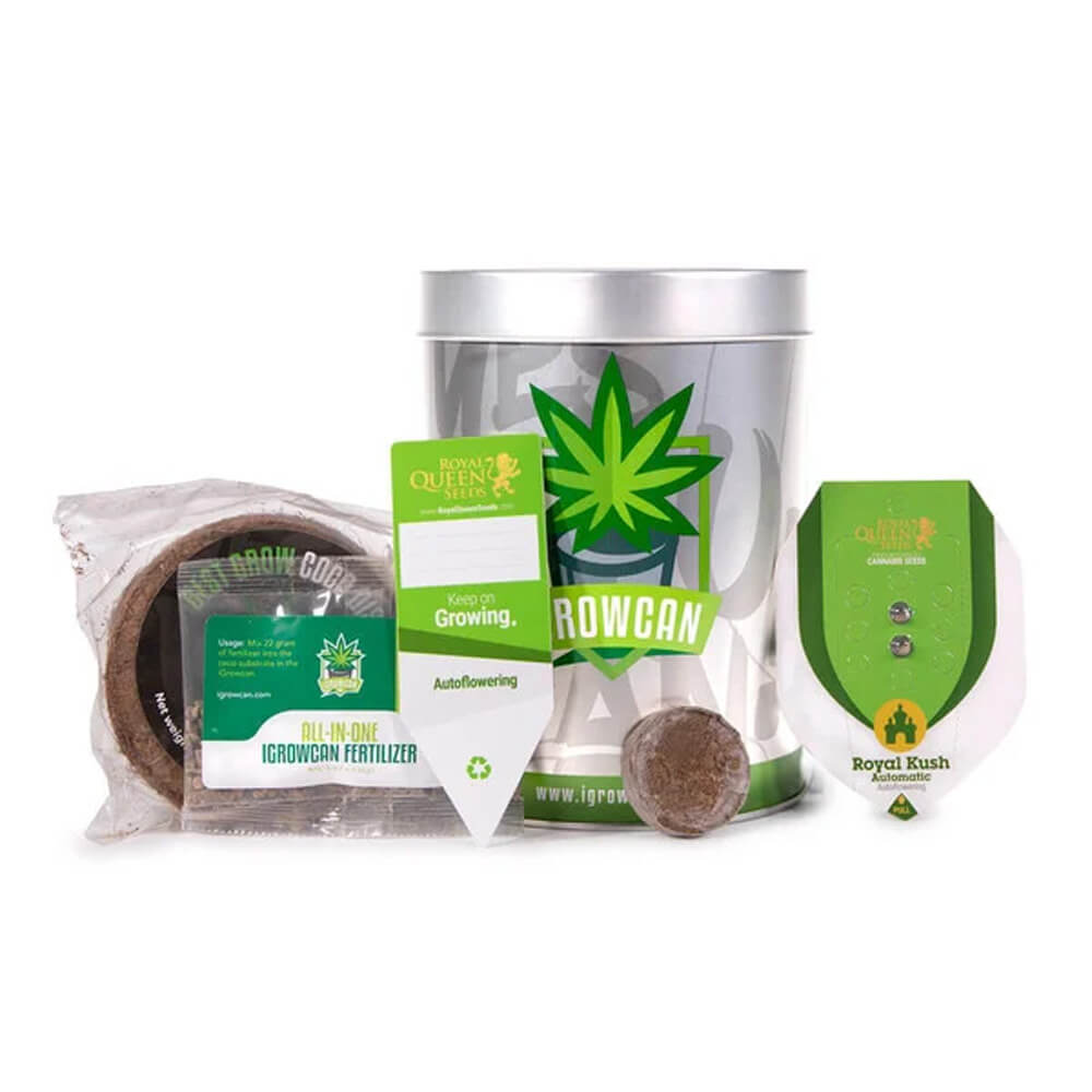 Apple Fritter Auto - RQS - iGrowCan Growing Kit
