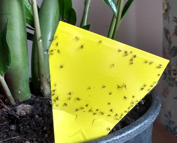 Trauermücken vermeiden!