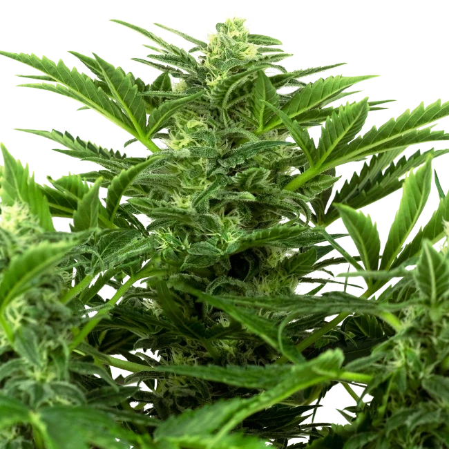 Mandarin Punch - Sensi Seeds - 3 Stk