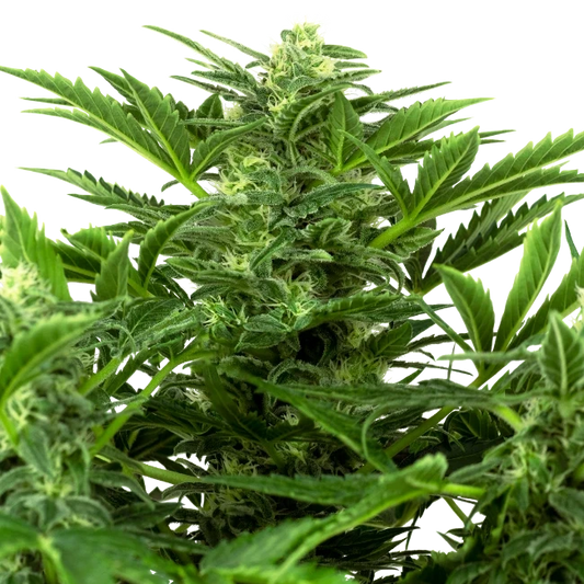 Mandarin Punch - Sensi Seeds - 3 Stk