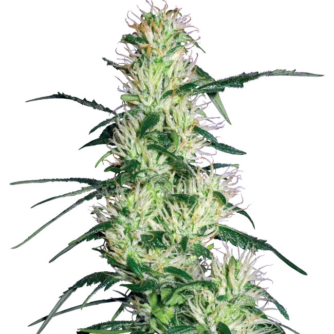 Purple Haze - Sensi Seeds - 3 Stk