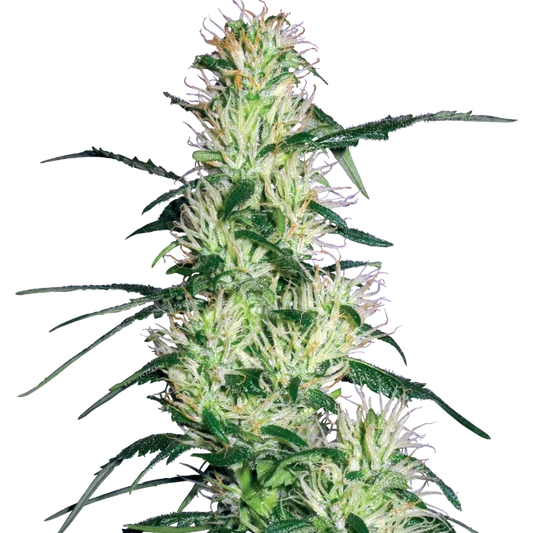 Purple Haze - Sensi Seeds - 3 Stk