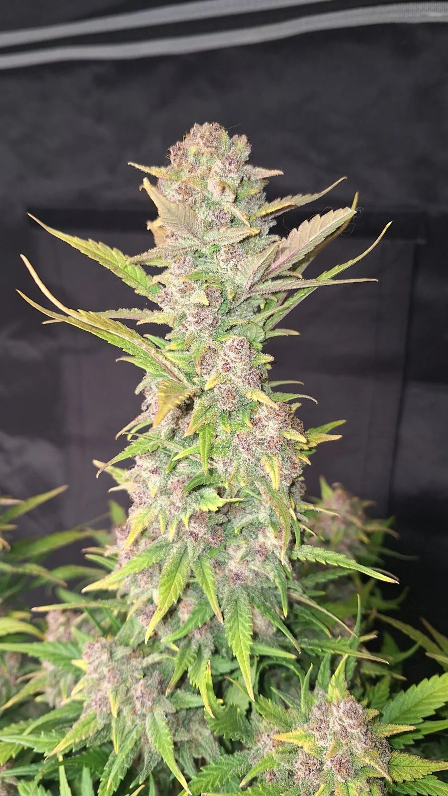 Purple Haze Auto™ - Fast Buds - 3 Stk (Kopie)