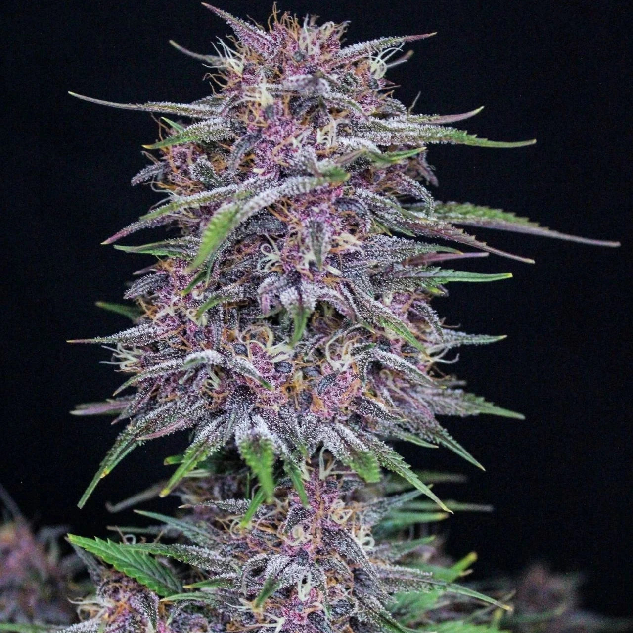 Banana Purple Punch Auto - Fast Buds - 3 Stk
