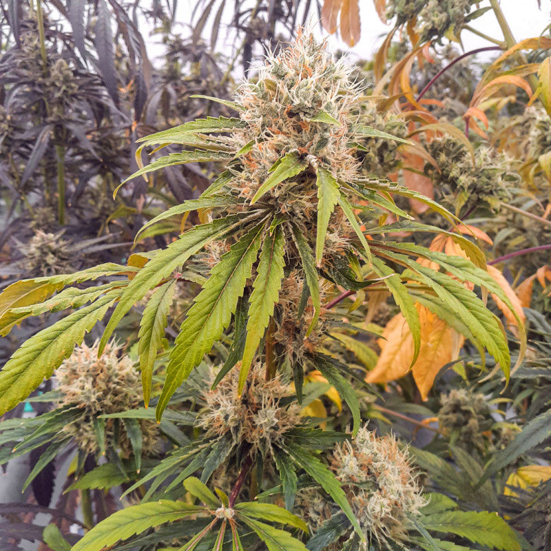 CBG-Force - Dutch Passion - 3 Stk