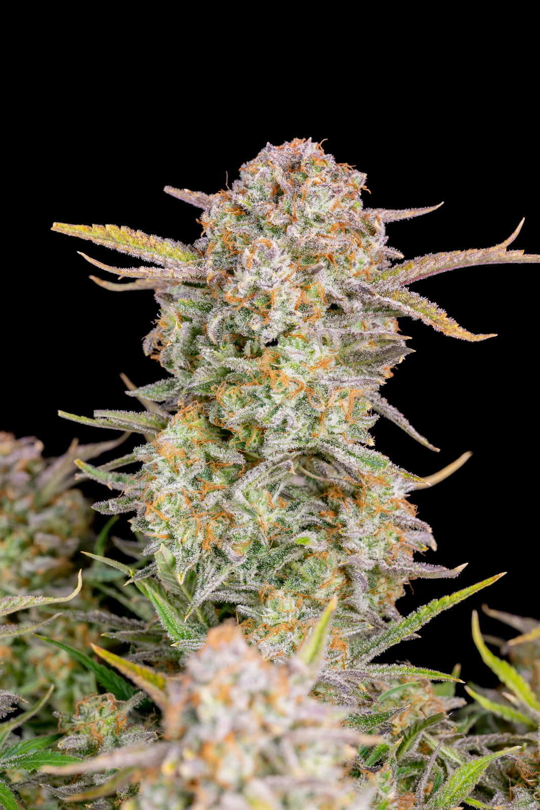 Bruce Banner Auto - Fast Buds - 3 Stk