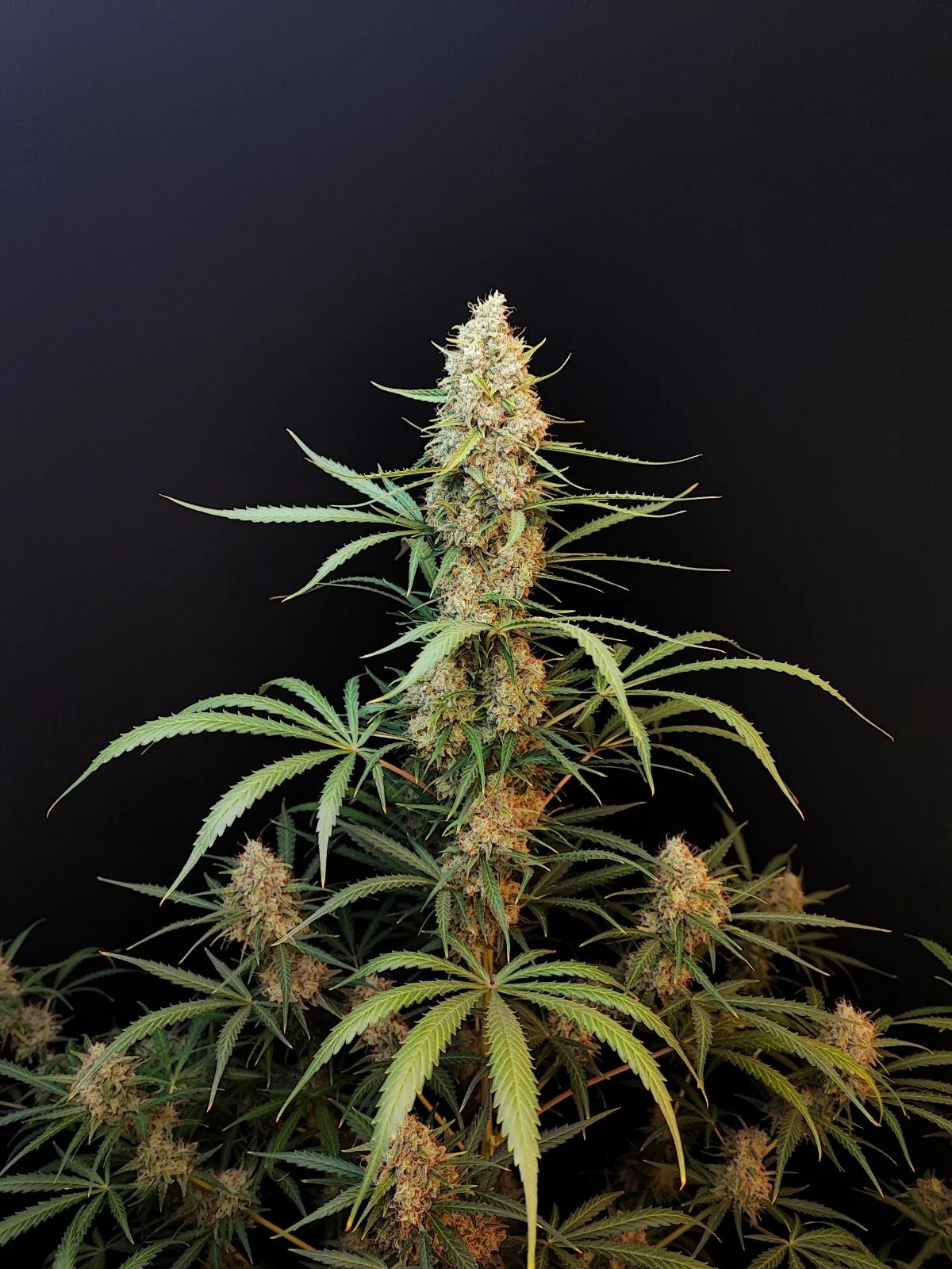 Jack Herer Auto – Fast Buds - 3 Stk