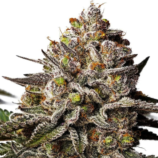 Platinum Chunck Cookies – 50/50 Hybrid mit 25% THC