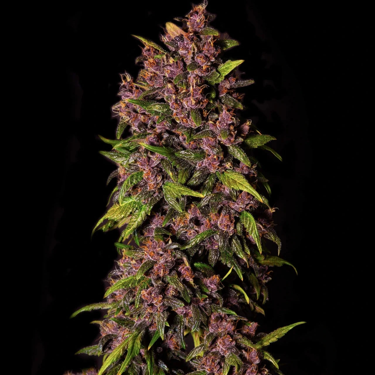 Crystal Meth Auto - Fast Buds - 3 Stk