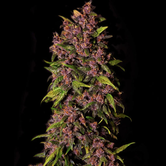 Crystal Meth Auto - Fast Buds - 3 Stk
