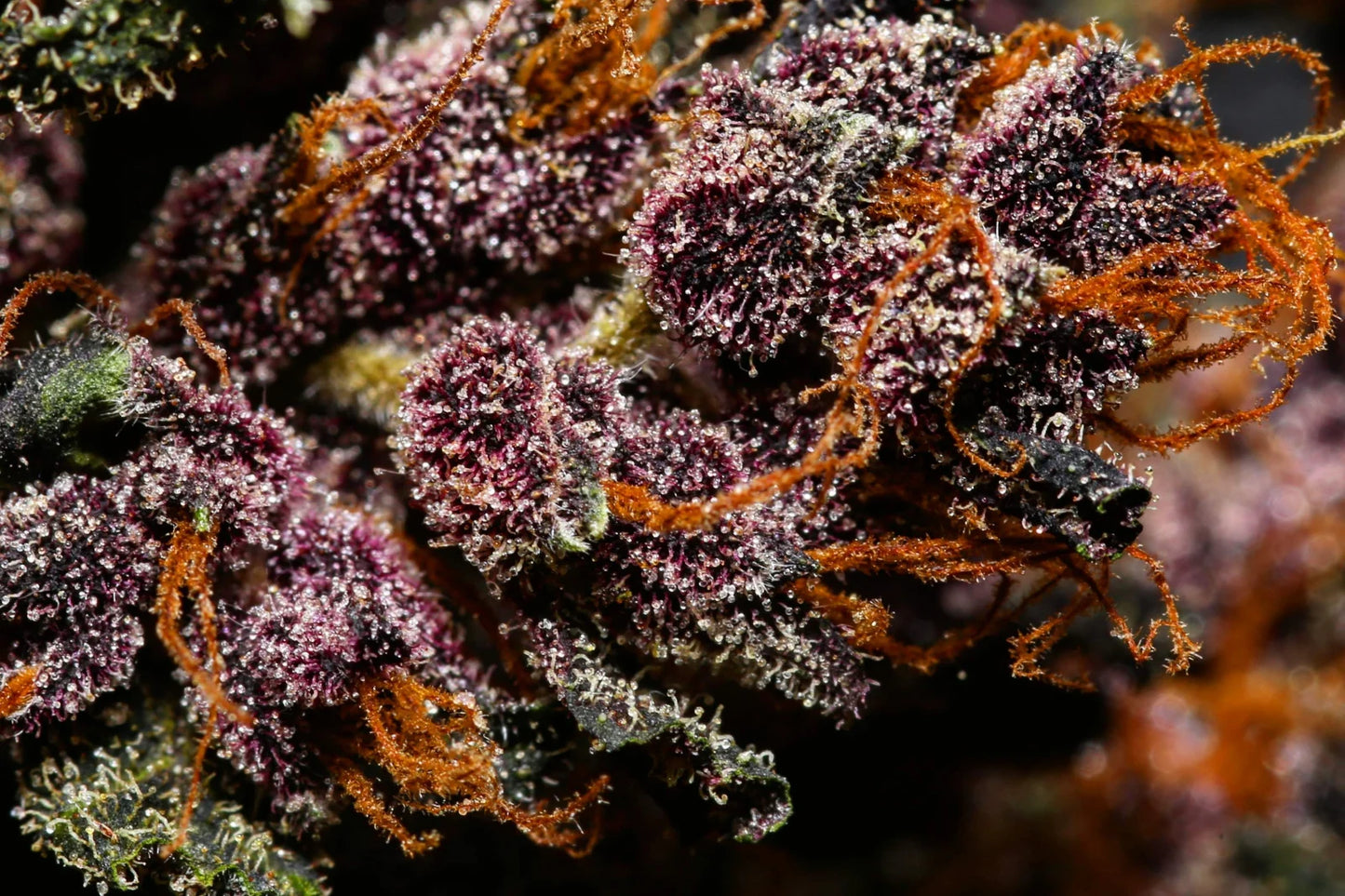 Crystal Meth Auto - Fast Buds - 3 Stk