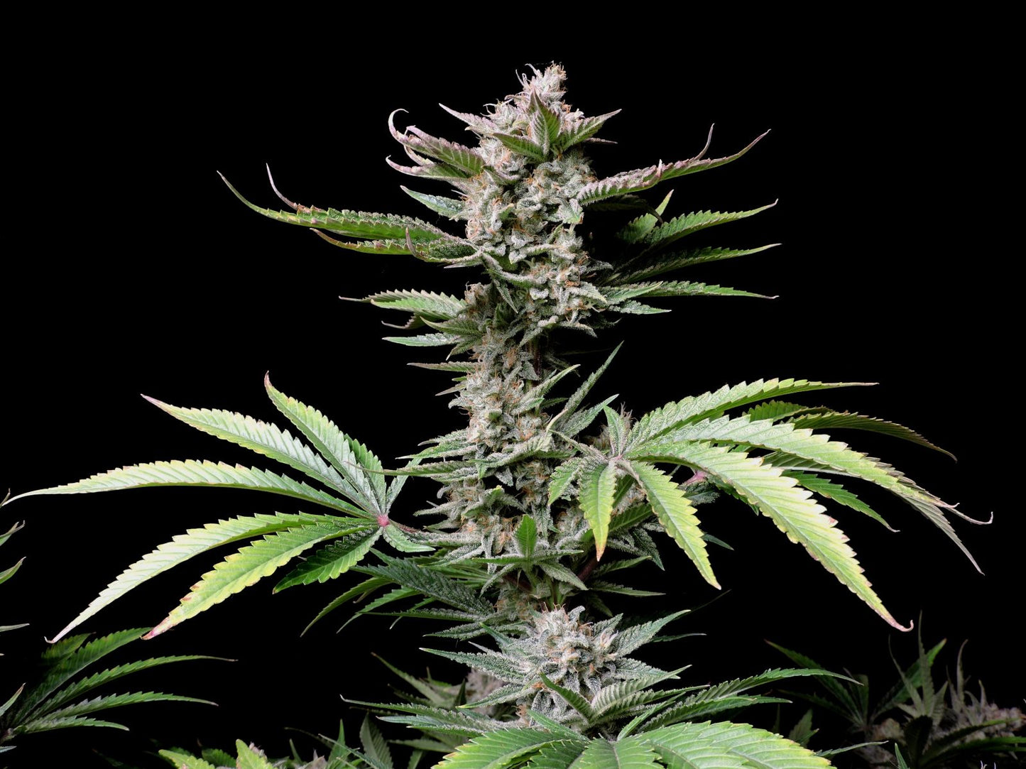 Cherry Cola Auto – Fast Buds - 3 Stk