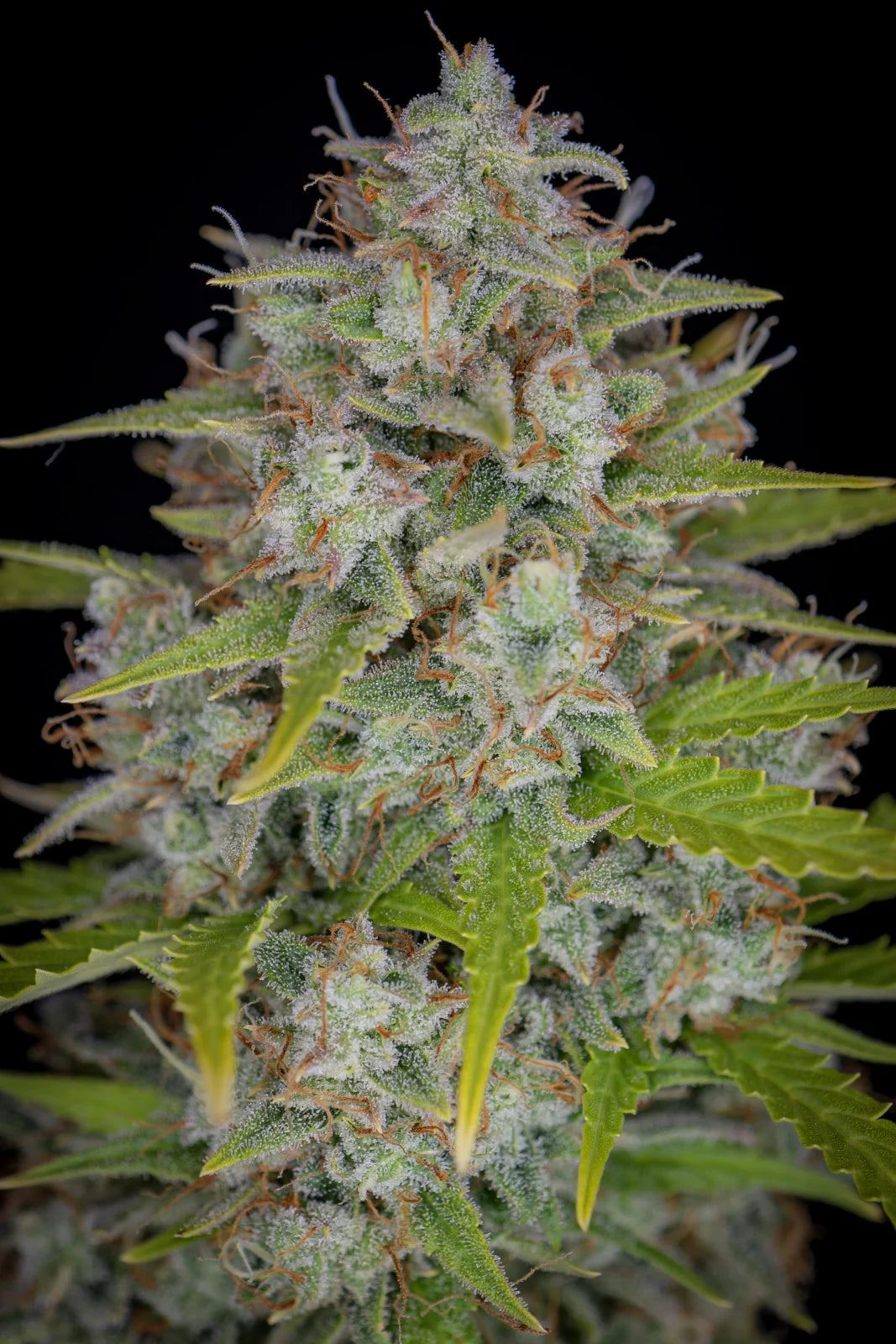 Orange Sherbet Auto - Fast Buds - 3 Stk