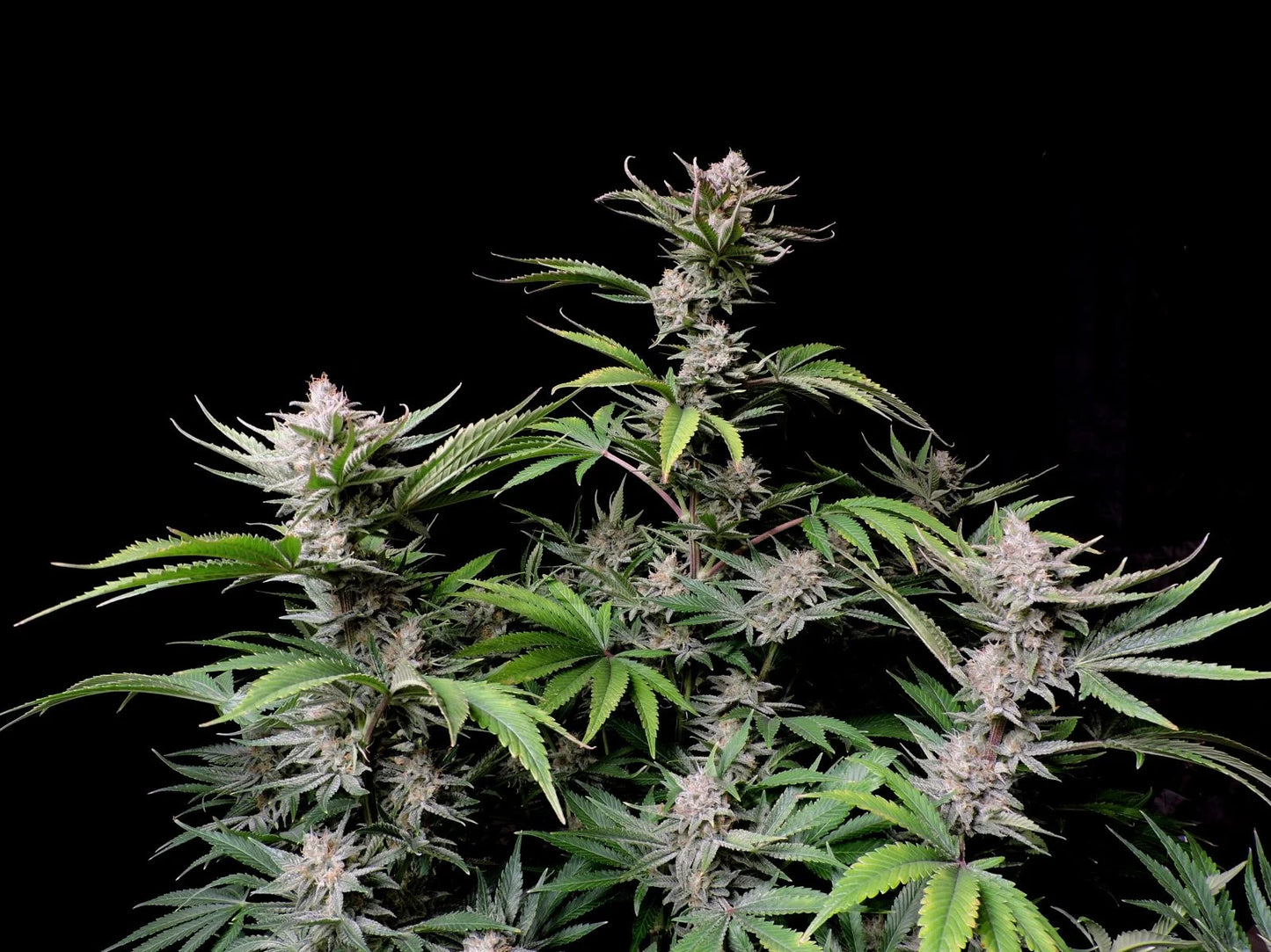 Cherry Cola Auto – Fast Buds - 3 Stk